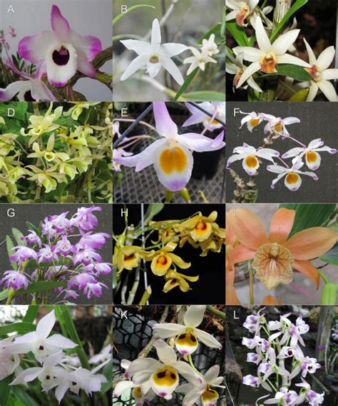 Dendrobium Varieties Pictures