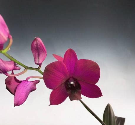 Dendrobium Velvet Melody