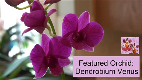 Dendrobium Venus