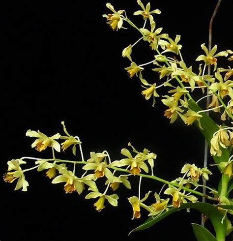 Dendrobium Venustum
