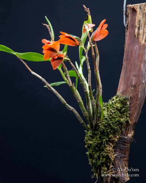 Dendrobium Vexillarius