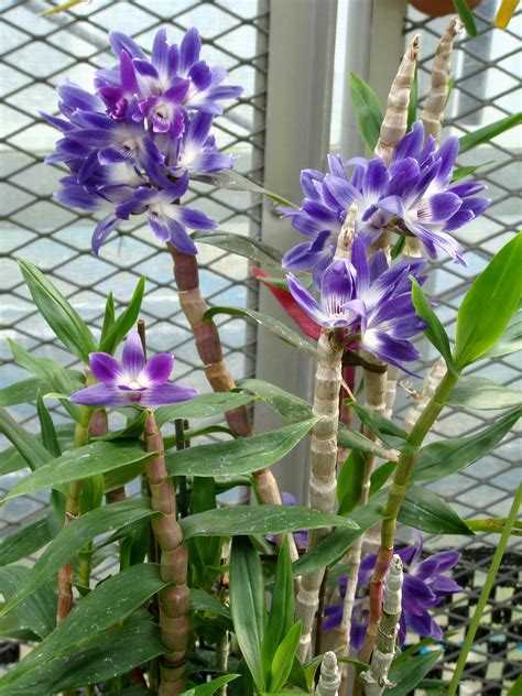 Dendrobium Victoria Reginae