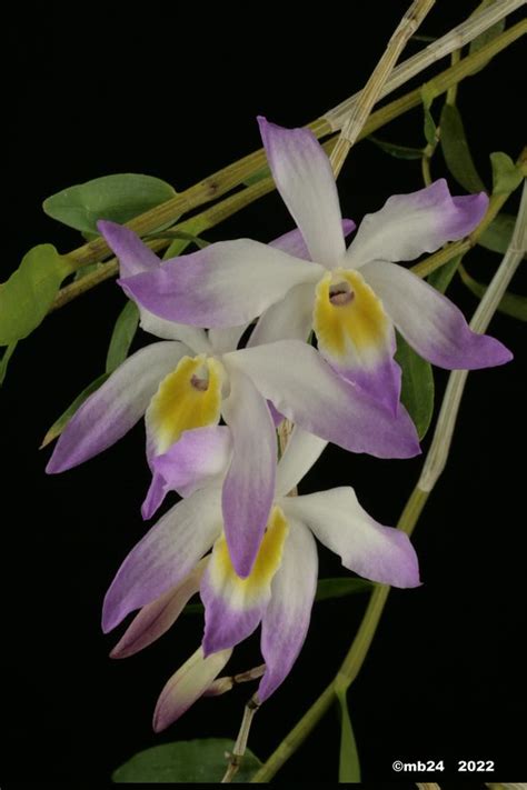 Dendrobium Vietnamense