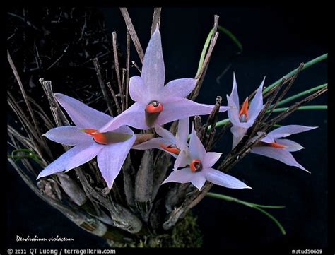 Dendrobium Violaceum