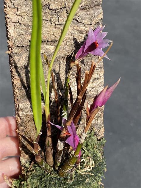 Dendrobium Violaceum Blue