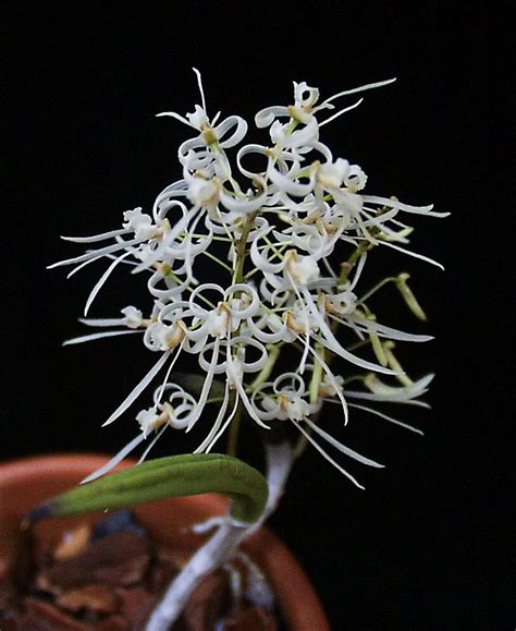 Dendrobium Wassellii