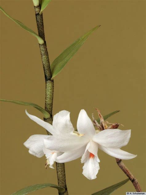 Dendrobium Wattii