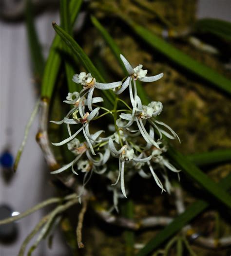 Dendrobium Wenzelii