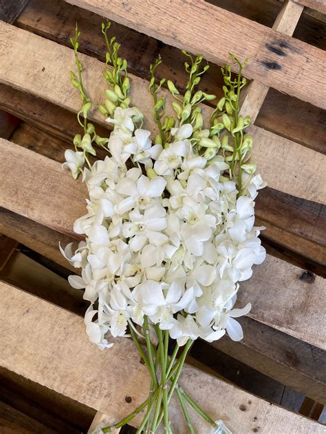 Dendrobium White