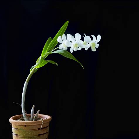 Dendrobium White 5n