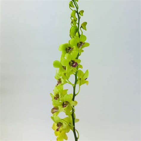 Dendrobium Wholesale