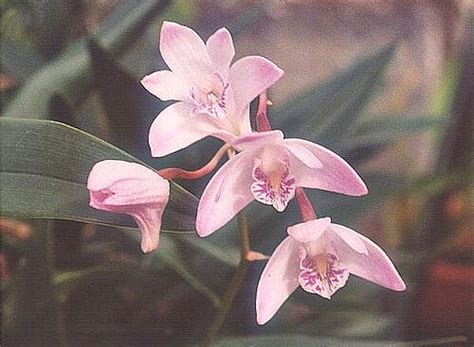 Dendrobium Wikipedia