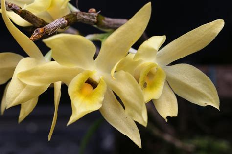 Dendrobium Wilsonii
