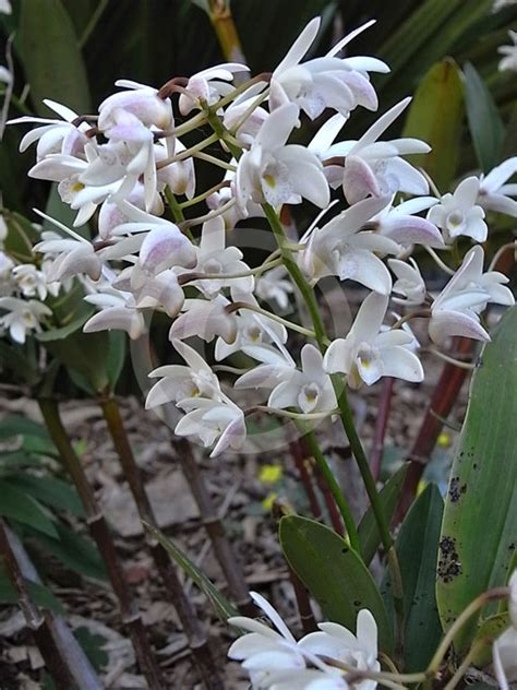 Dendrobium X Gracillimum