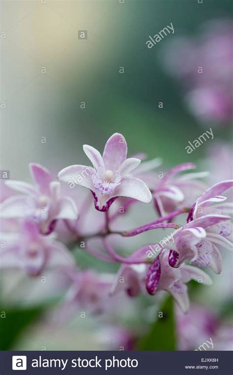 Dendrobium X Suffusum