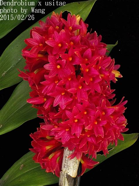 Dendrobium X Usitae