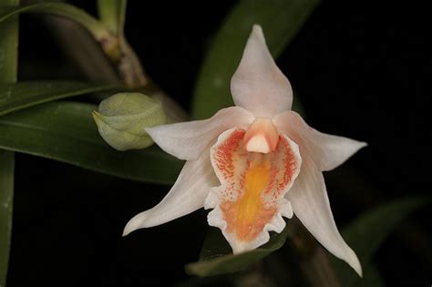 Dendrobium Xanthophlebium