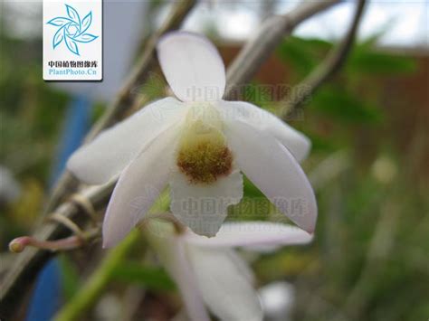 Dendrobium Xichouense