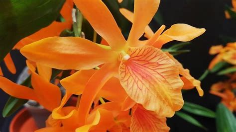 Dendrobium Y Epidendrum