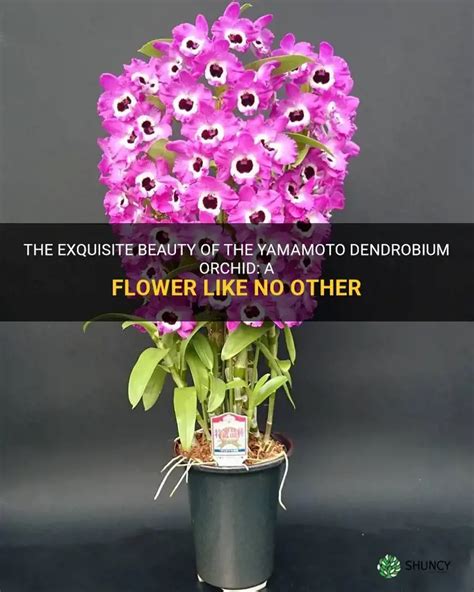 Dendrobium Yamamoto