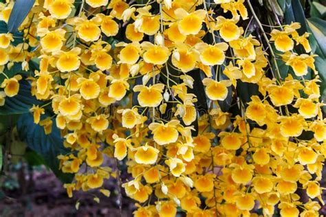Dendrobium Yellow