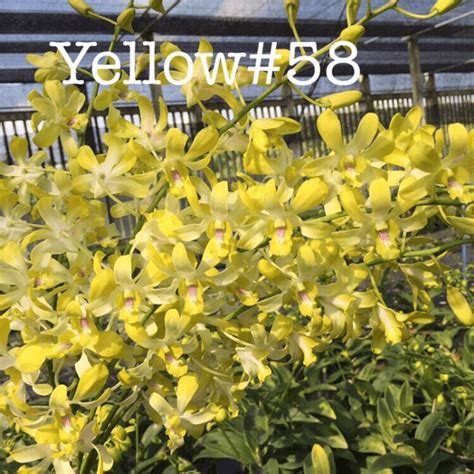Dendrobium Yellow 58