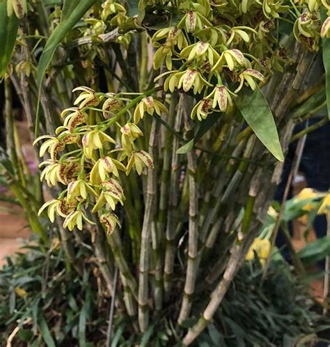 Dendrobium Yellow Canes
