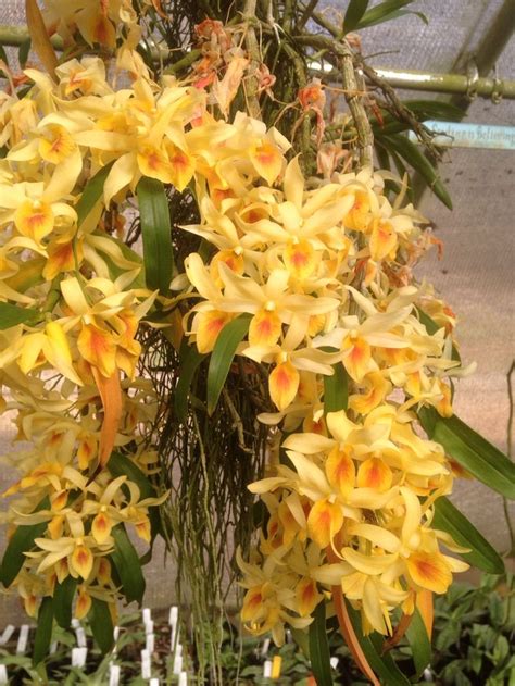 Dendrobium Yellow Chinsai