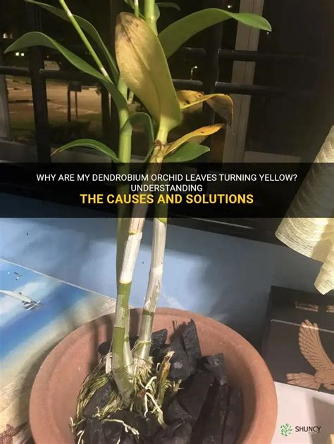 Dendrobium Yellow Leaves