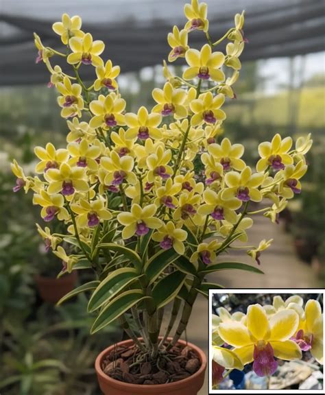Dendrobium Yellow Red Lip