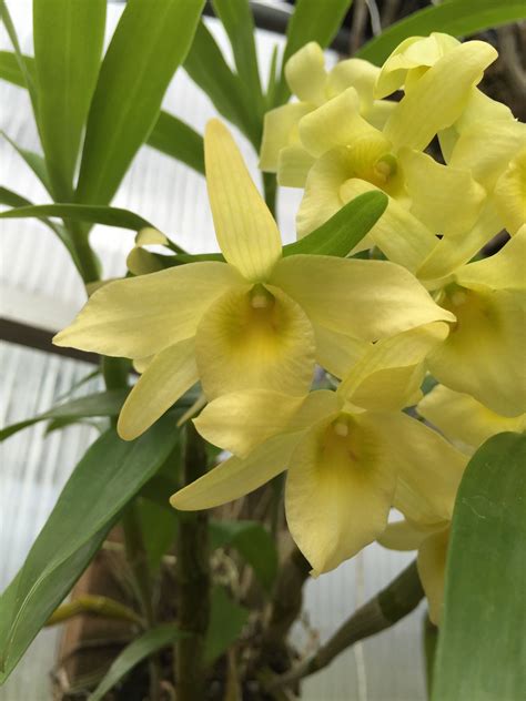 Dendrobium Yellow Song Canary