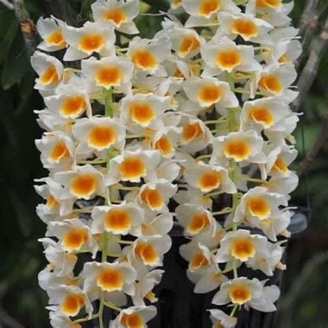 Dendrobium Yellow White Lip