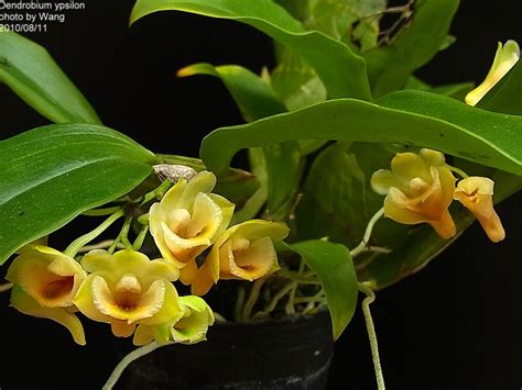 Dendrobium Ypsilon