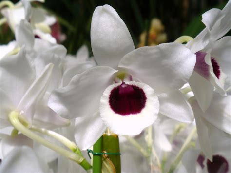 Dendrobium Yukidaruma