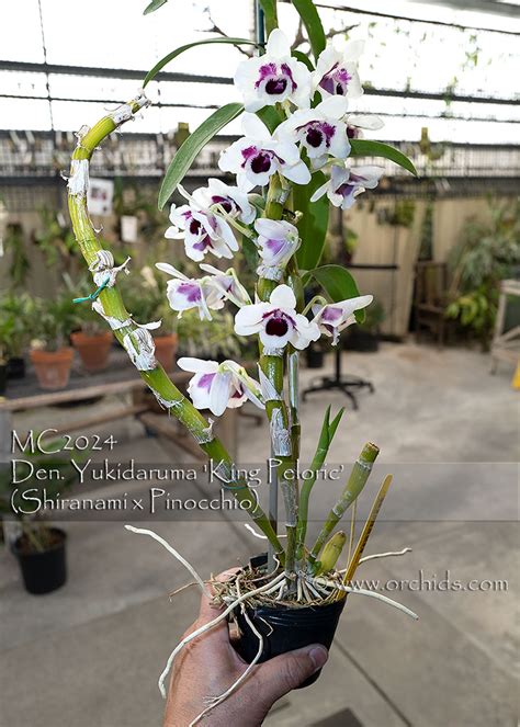 Dendrobium Yukidaruma King