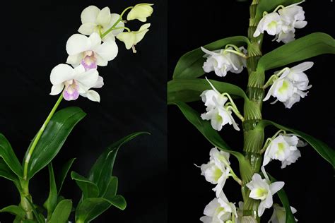 Dendrobium Zdjecia
