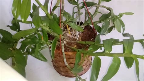 Dendrobium Ziemia