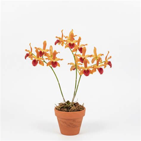 Dendrobium Zinger