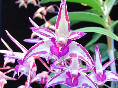 Dendrobium Zip Zinger Care