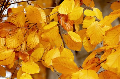 Dendrobium Zolte Liscie