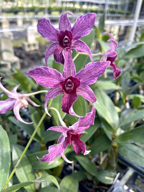 Dendrobiums For Sale