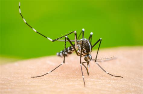 Dengue & Low Platelets: Causes & Recovery 