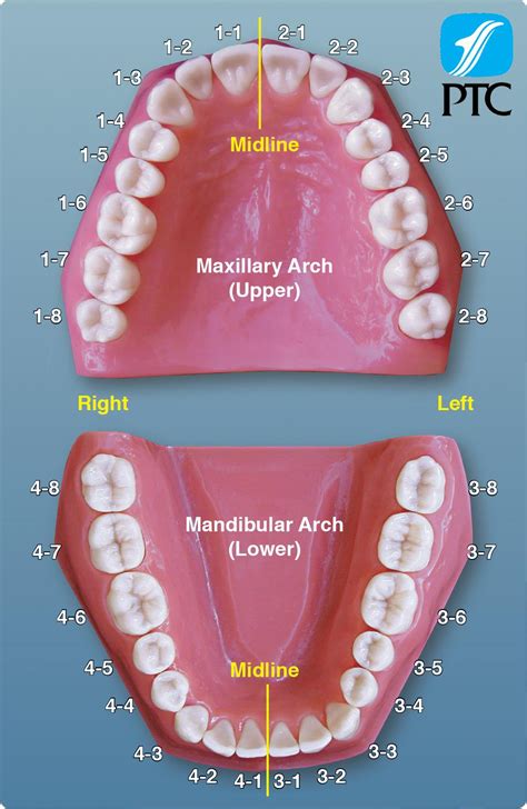 tooth numbering chart Dental assistant study, Dental
