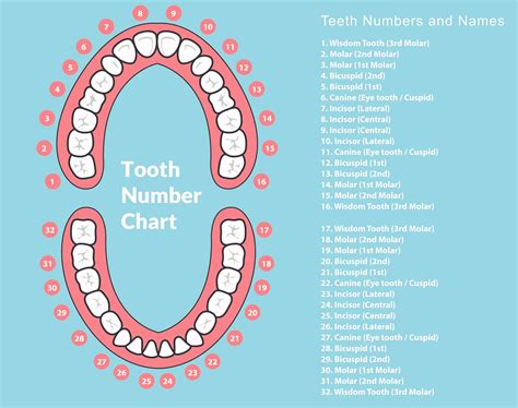 Dental Chart Tooth Numbers