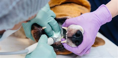 Dentistry for Pets