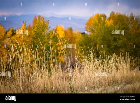 Denver Changing Seasons
