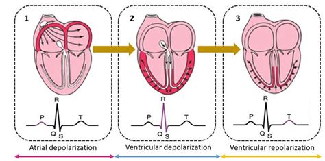 Unlocking the Mysteries of Cardiac Physiology: Understanding the Definition and Importance of Depolarization of the Heart