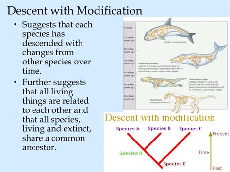 Unraveling the Concept of Descent with Modification: A Comprehensive Definition!