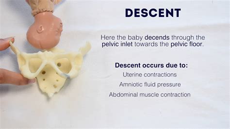 Descent+into+the+Pelvis:+Nesting+in+Readiness