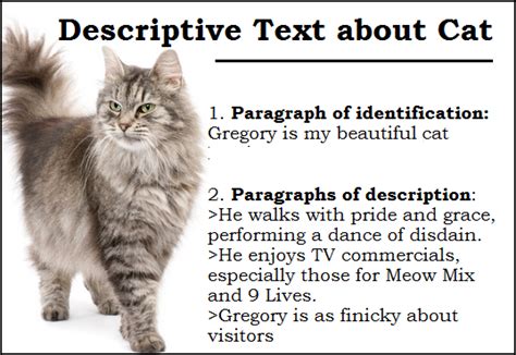 Descriptive Text My Cat